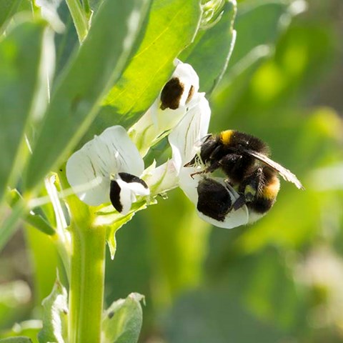 Bumblebee in faba bean flower