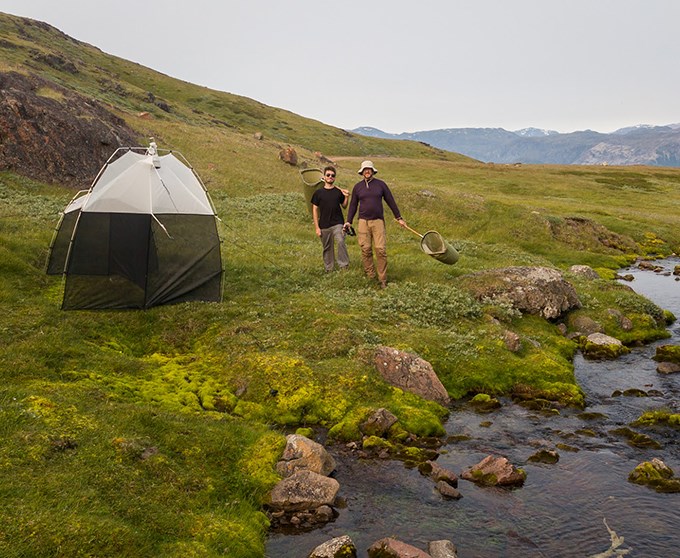 Tent-like insect trap in a mountain environment.