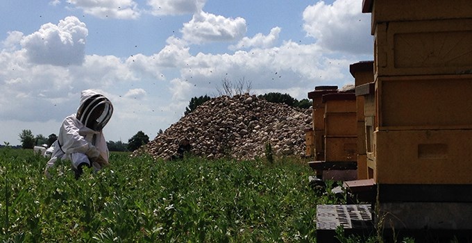Beehive besides a field.