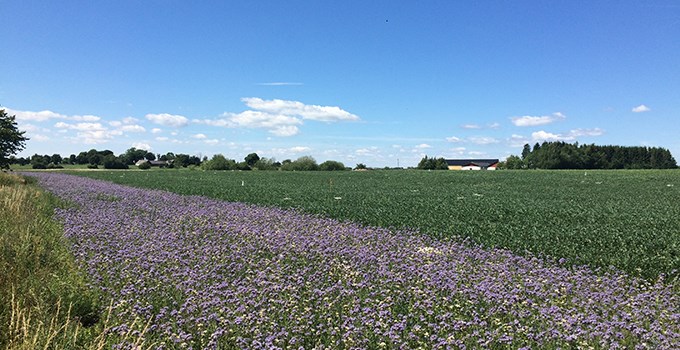 Flowes in a field.