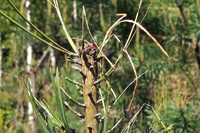 Skadad tall.