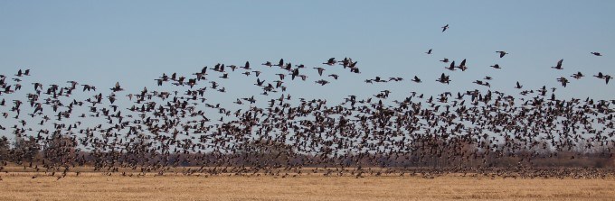 Flock sädgäss lyfter över åker mot blå himmel.