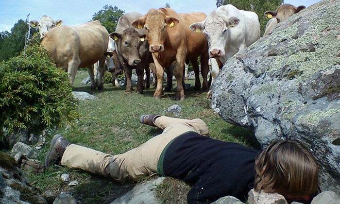 Kor tittar på kvinna som letar under en sten.