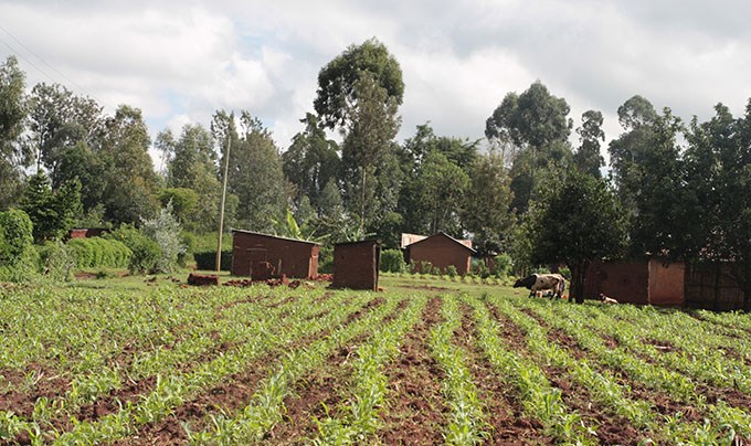 Small farm with a field and som cows.