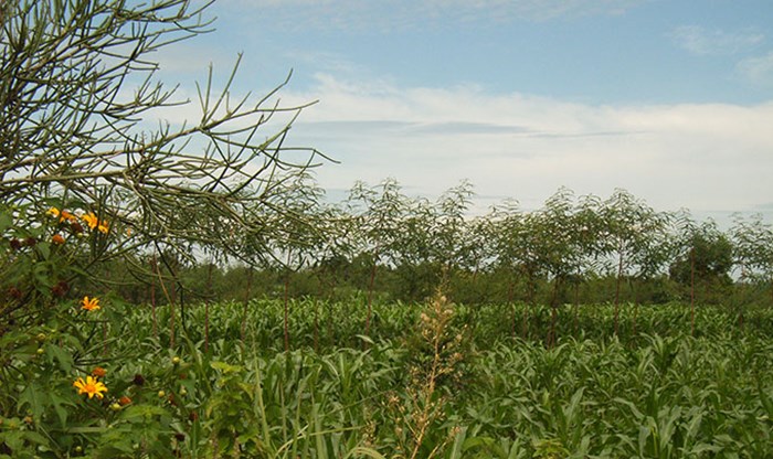 Trees and crops together.
