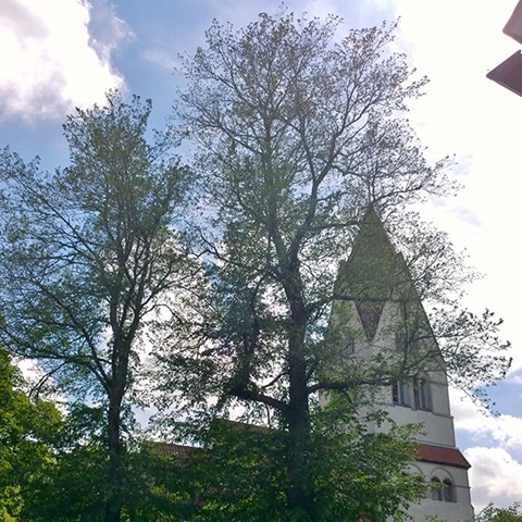 Träd utanför kyrka.