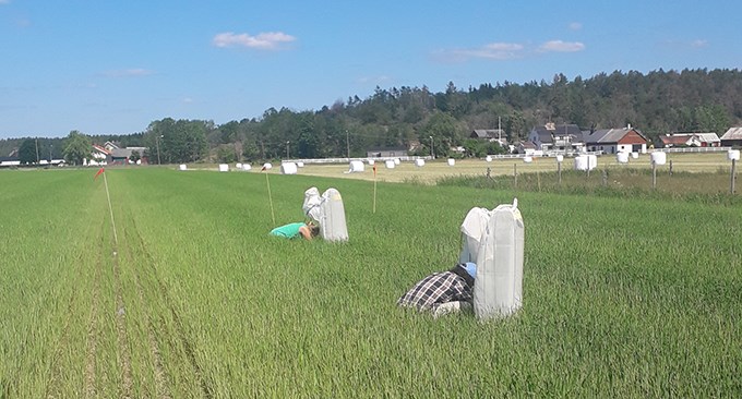 People work in a field.