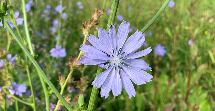 Cikoria