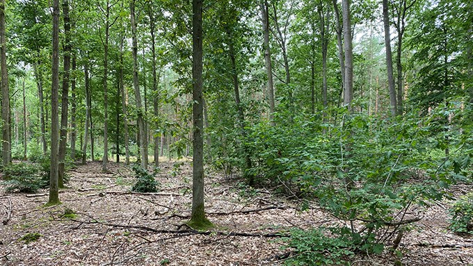 Skog
