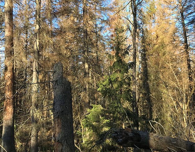 Döda träd