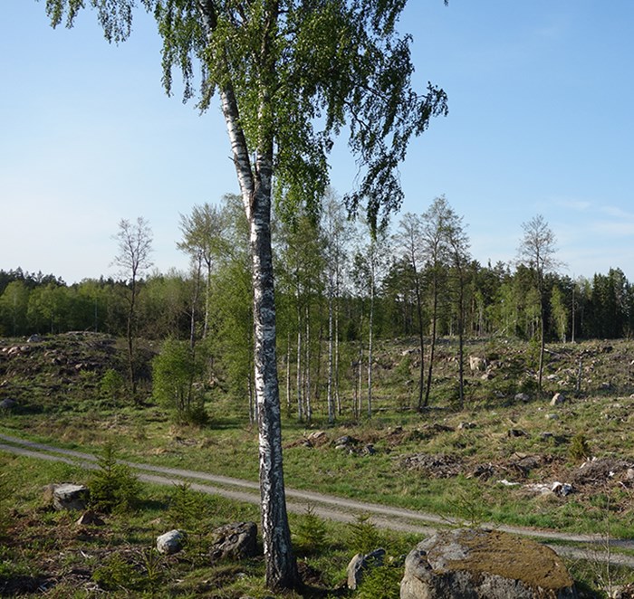 Björk på hygge invid en skogsväg.