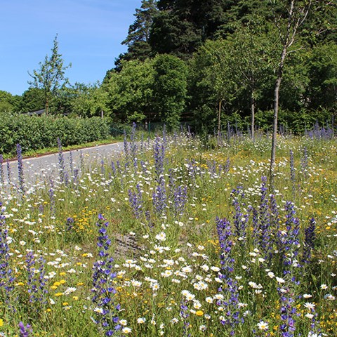 Blåa, gula och vita blommor.
