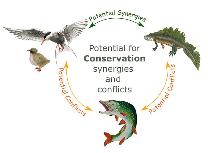 Birds, fish, frogs