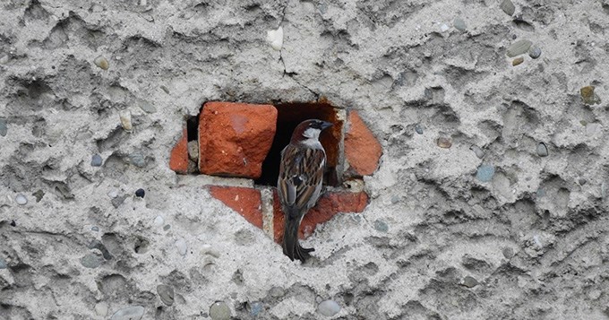 Fågel i ett hål på ett hus.
