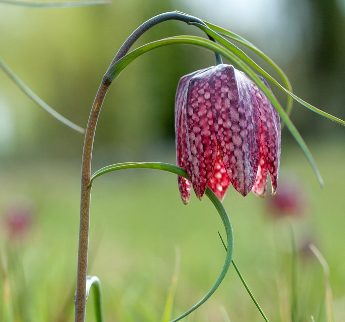 Klockformad rutig blomma.