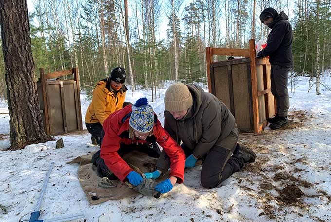 Undersökning av rådjur i fält.
