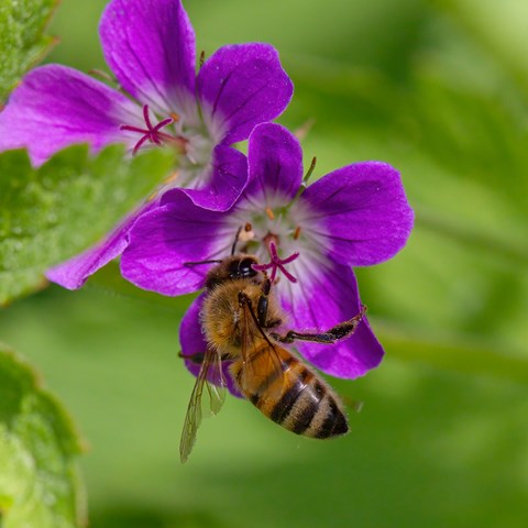 Honey bee in flower