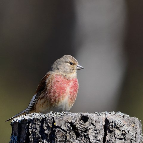 Small bird.