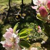 Bumblebee heading for an apple blossom.