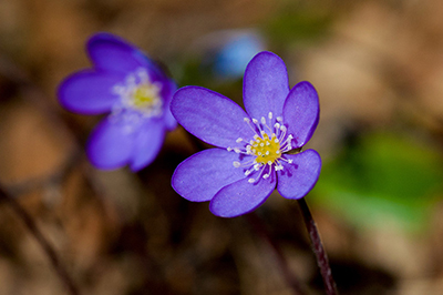 liten-Flower blåsippa 2021.jpg