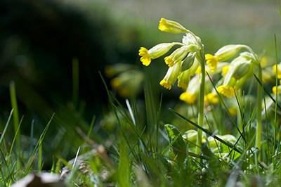 Yellow flower.