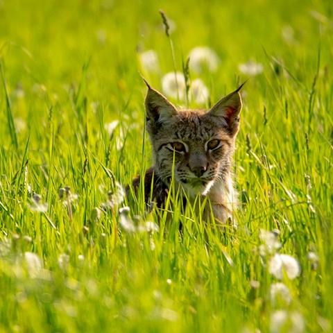 Lynx in the grass
