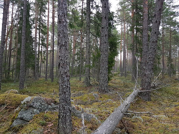 Skog