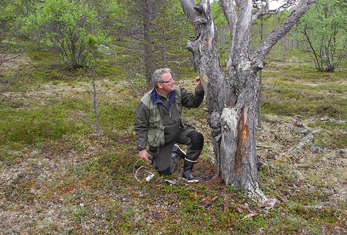 Man studerar ett träd.