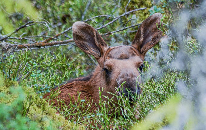 Älg