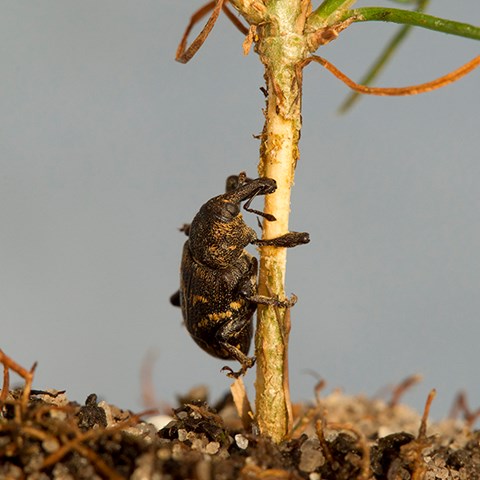 Insekt äter på  planta.