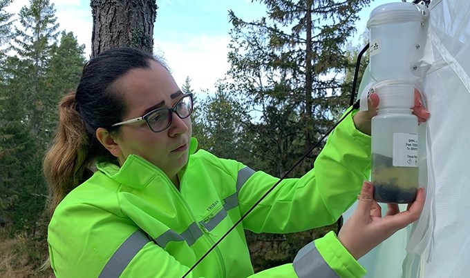 Woman working with insect trap.