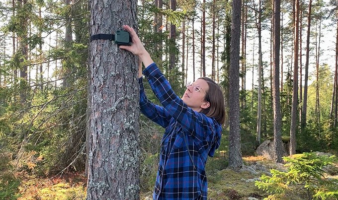  Woman puts up a thing in a tree.