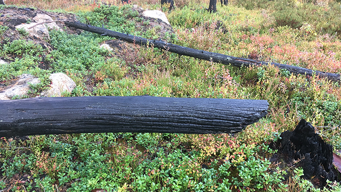 nyhet-naturvårdsbränder2.jpg
