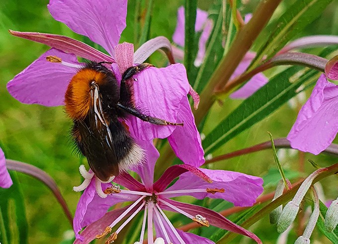 Humla i blomma.