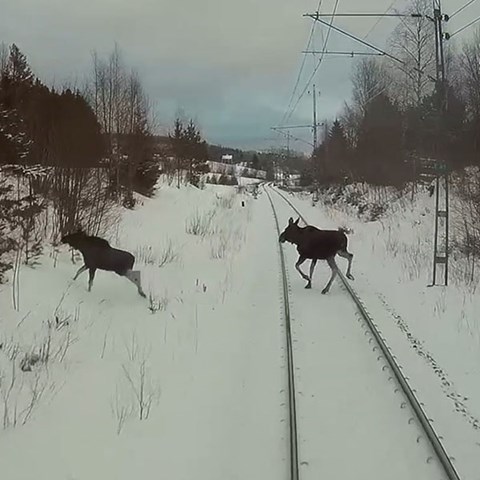 Två älgar springer över järnvägsspåret.