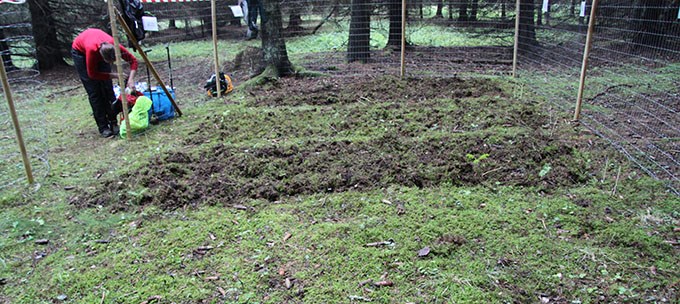 Provytor i skogen.
