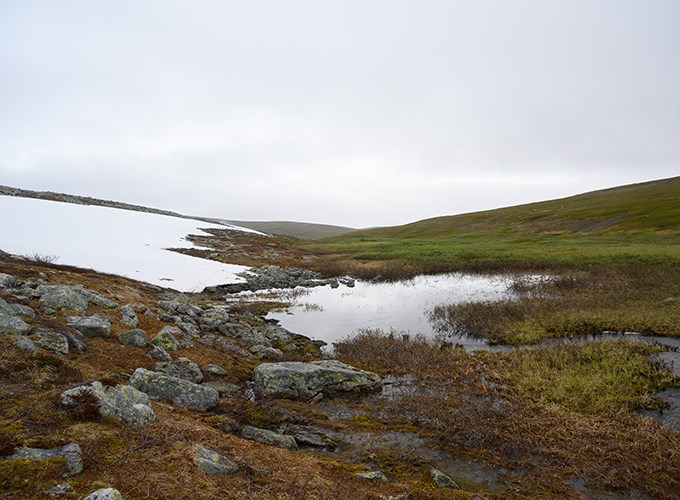 Snö och grönt bredvid varandra