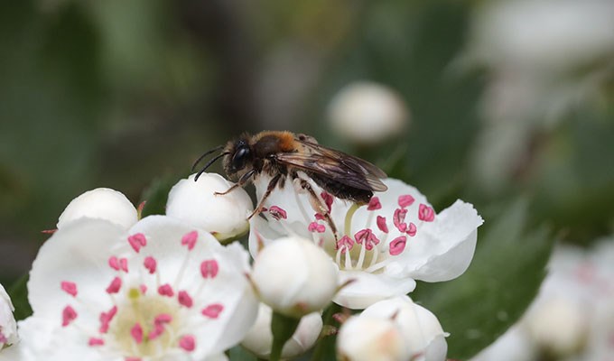 Insekt i blomma