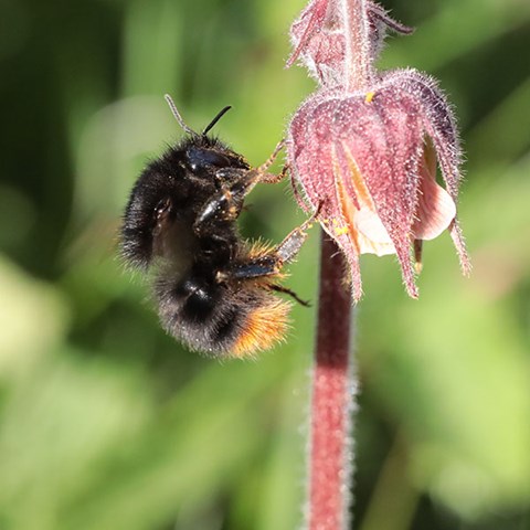 Insect in flower