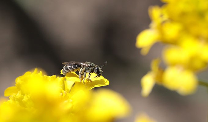 Insekt i blomma