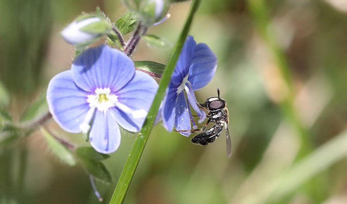 Blomfluga i blå blomma.