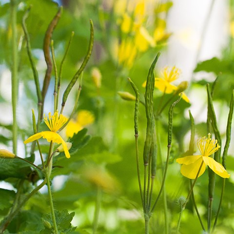 Gul blomma.
