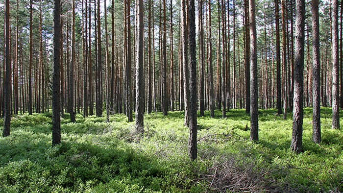 Skog med höga raka träd i samma ålder.