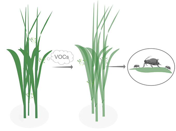 Cartoon image of plants and aphids
