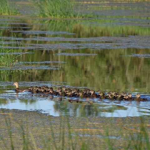 Bird swimming with many chicks.