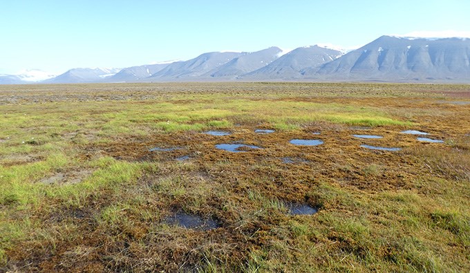 Tundra landscape.