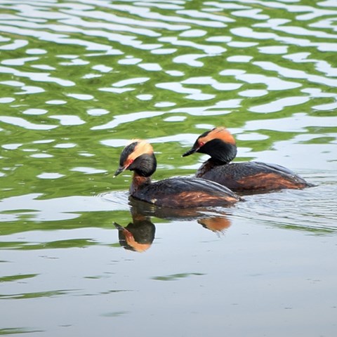 Två vackra fåglar som simmar.