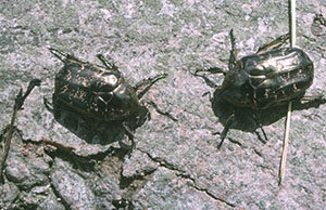 Två glänsande skalbaggar.