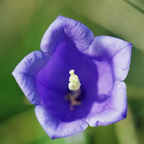 Klockformad blomma i närbild
