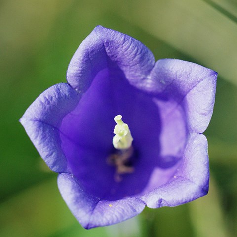 Blomma close-up